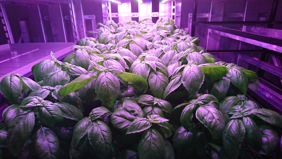 What Crops Can be Grown in a Vertical Farm? IGS